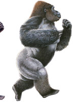 Evolution