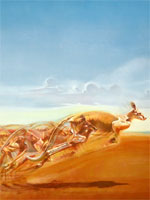 Kangaroo