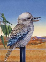 Kookaburra